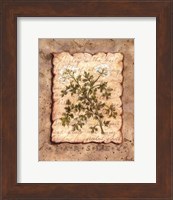 Framed Vintage Herbs - Parsley