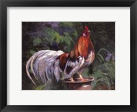 Framed Red And White Rooster