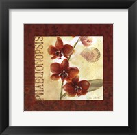 Framed Red Orchid Square I