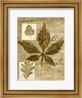 Framed Leaf Collage III