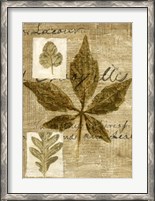 Framed Leaf Collage III
