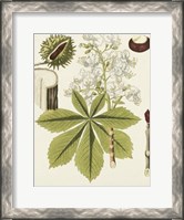 Framed Horse Chestnut