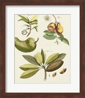 Framed Breadfruit