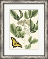 Framed Butterfly and Botanical II