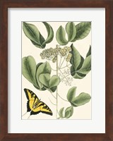 Framed Butterfly and Botanical II