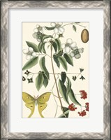 Framed Butterfly and Botanical III