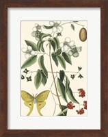 Framed Butterfly and Botanical III