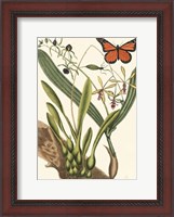 Framed Butterfly and Botanical IV