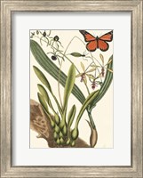 Framed Butterfly and Botanical IV