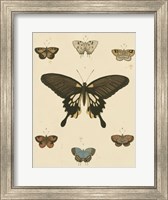 Framed Heirloom Butterflies I