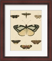 Framed Heirloom Butterflies II