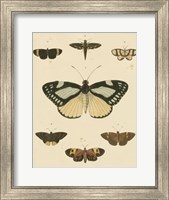 Framed Heirloom Butterflies II