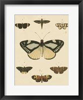 Framed Heirloom Butterflies II
