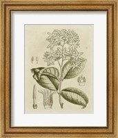 Framed Tinted Botanical III
