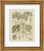 Framed Tinted Botanical IV