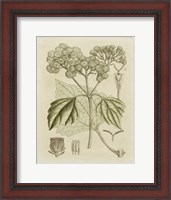 Framed Tinted Botanical IV