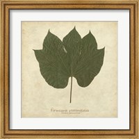 Framed Chinese Parasol Tree