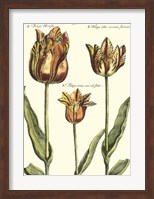 Framed De Passe Tulipa I