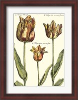 Framed De Passe Tulipa I