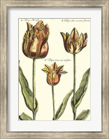 Framed De Passe Tulipa I