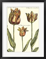 Framed De Passe Tulipa I
