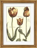 Framed De Passe Tulipa II