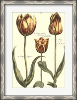 Framed De Passe Tulipa II