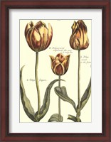 Framed De Passe Tulipa II
