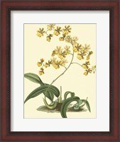 Framed Antique Orchid Study I