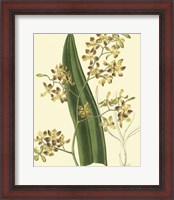 Framed Antique Orchid Study II