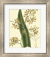 Framed Antique Orchid Study II