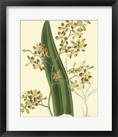 Framed Antique Orchid Study II