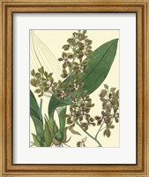 Framed Antique Orchid Study III