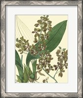 Framed Antique Orchid Study III