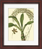 Framed Antique Orchid Study IV