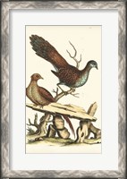Framed Regal Pheasants I