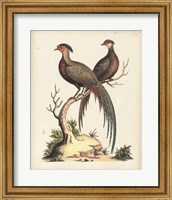 Framed Regal Pheasants II