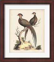 Framed Regal Pheasants II