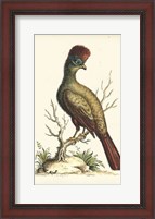 Framed Regal Pheasants IV