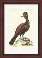 Framed Regal Pheasants V