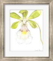 Framed Orchid Beauty I