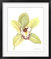 Framed Orchid Beauty II