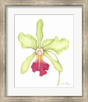 Framed Orchid Beauty III