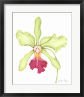 Framed Orchid Beauty III