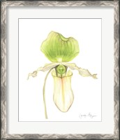 Framed Orchid Beauty IV