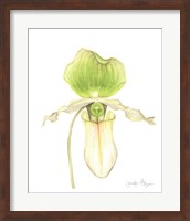 Framed Orchid Beauty IV