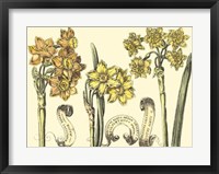 Framed Narcissus in Bloom I