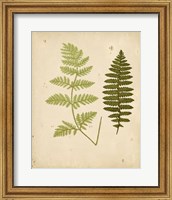 Framed Cottage Ferns III