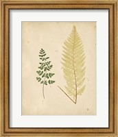 Framed Cottage Ferns IV