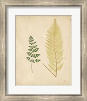 Framed Cottage Ferns IV